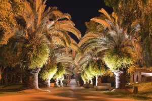 palm trees after landscape lighting repair